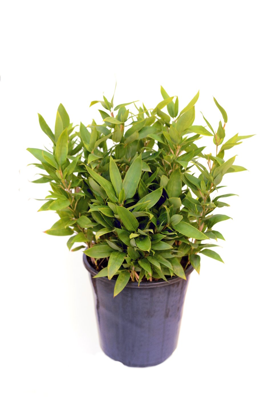 Shibataea chinensis (Chinese Stone Bamboo)